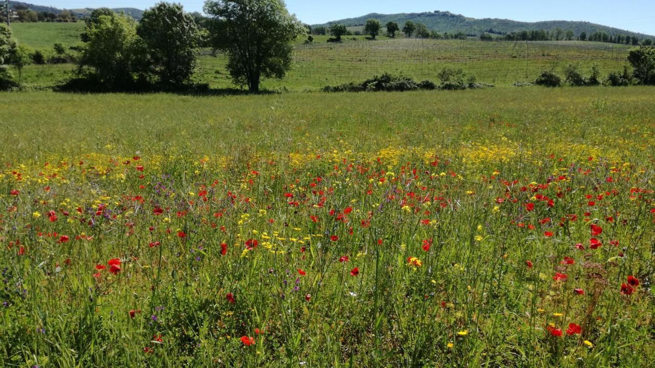 Agriturismo cavallin del papa Capalbio Exterior foto